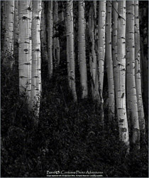 Prints - Black & White, Sepia