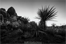 Prints - Black & White, Sepia