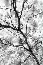 Prints - Black & White, Sepia
