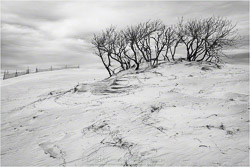 Prints - Black & White, Sepia