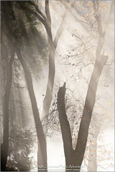 Prints - Black & White, Sepia