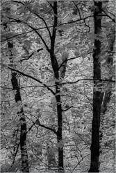 Prints - Landscapes