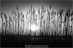 Prints - Seascapes & Coastal