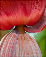 Tropical Impressions from Belize