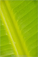 Tropical Impressions from Belize