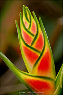 Tropical Impressions from Belize