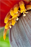 Tropical Impressions from Belize