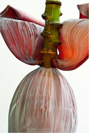 Tropical Impressions from Belize