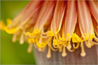 Tropical Impressions from Belize