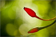 Tropical Impressions from Belize