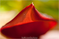 Tropical Impressions from Belize