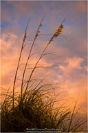 Yin & Yang of the Outer Banks