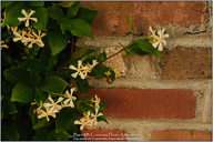 Many Faces of Charleston
