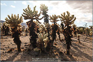 Joshua Tree National Park
