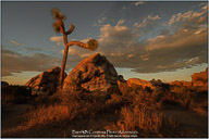 Joshua Tree National Park