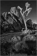 Joshua Tree National Park