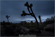 Joshua Tree National Park