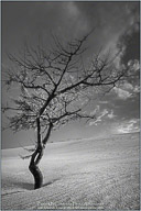 Springtime on the Outer Banks