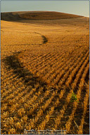 Palouse, Echoes of Tuscany