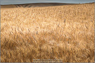 Palouse, Echoes of Tuscany