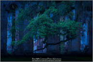 Savannah & Her Lowcountry