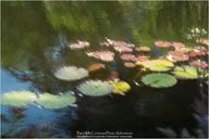 Fine Art Photographs in Permanent Collections